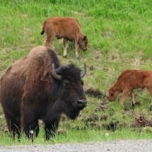 Wood Bison with two cubs